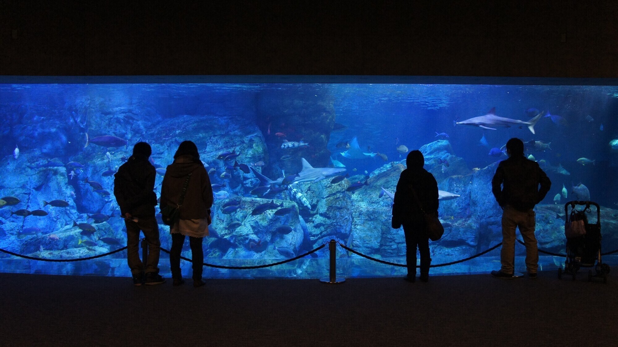 大分海洋宫水族馆“海蛋”
