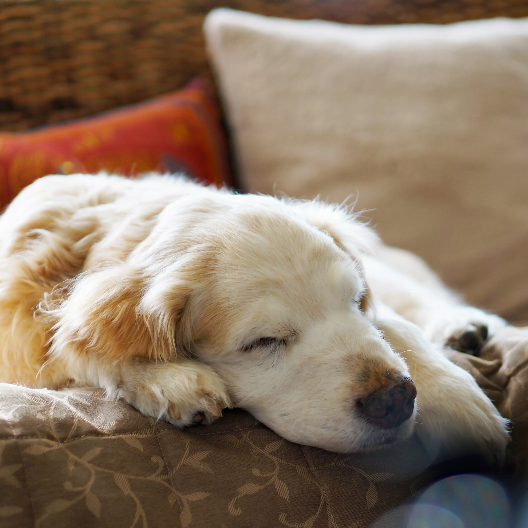 s Good night on the dog sofa