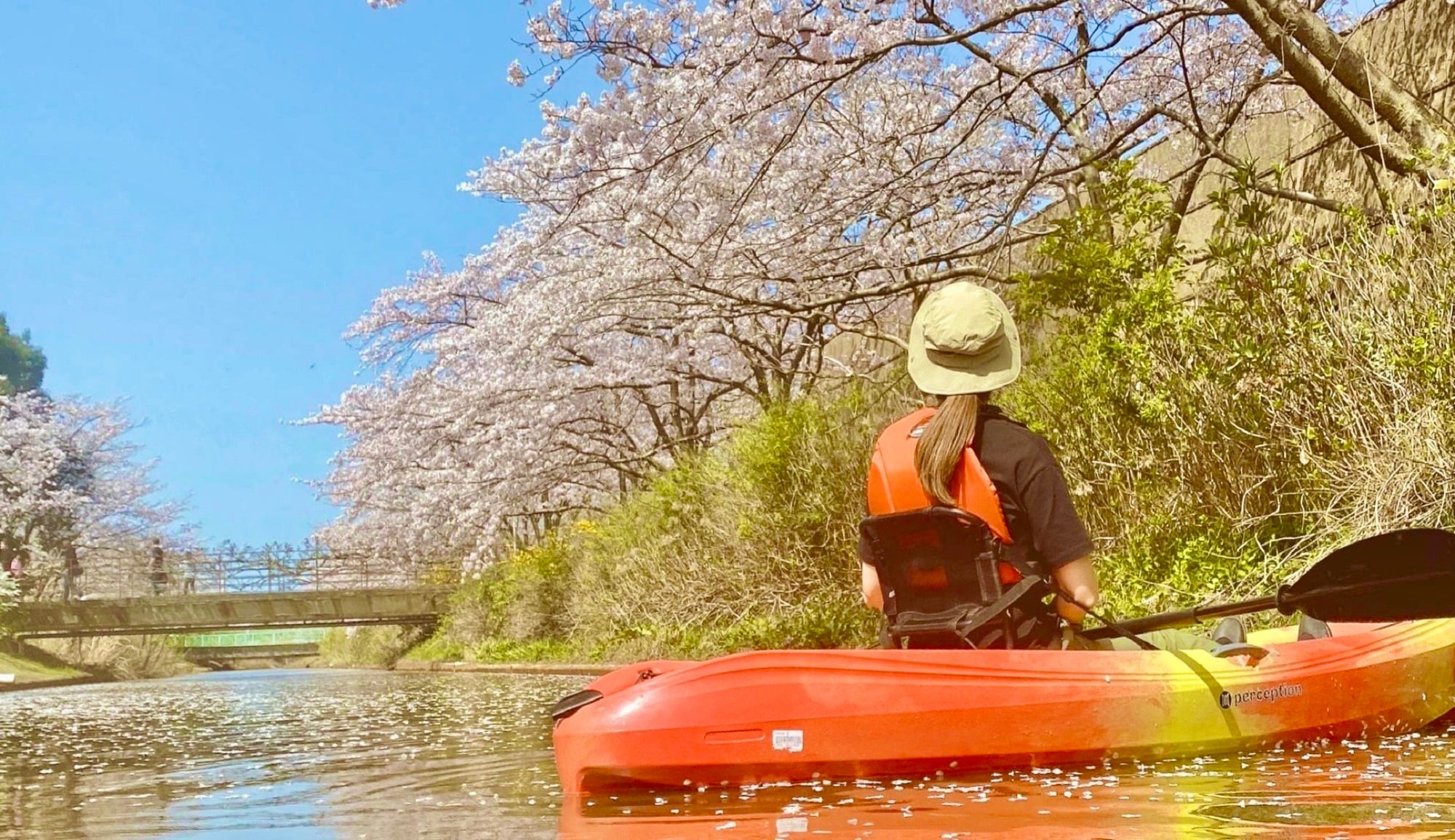 Cherry blossom viewing kayaking experience in April