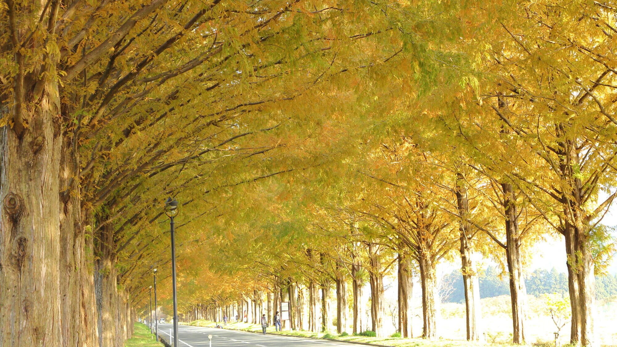 The Metasequoia Tree Line is a 10-minute drive away.