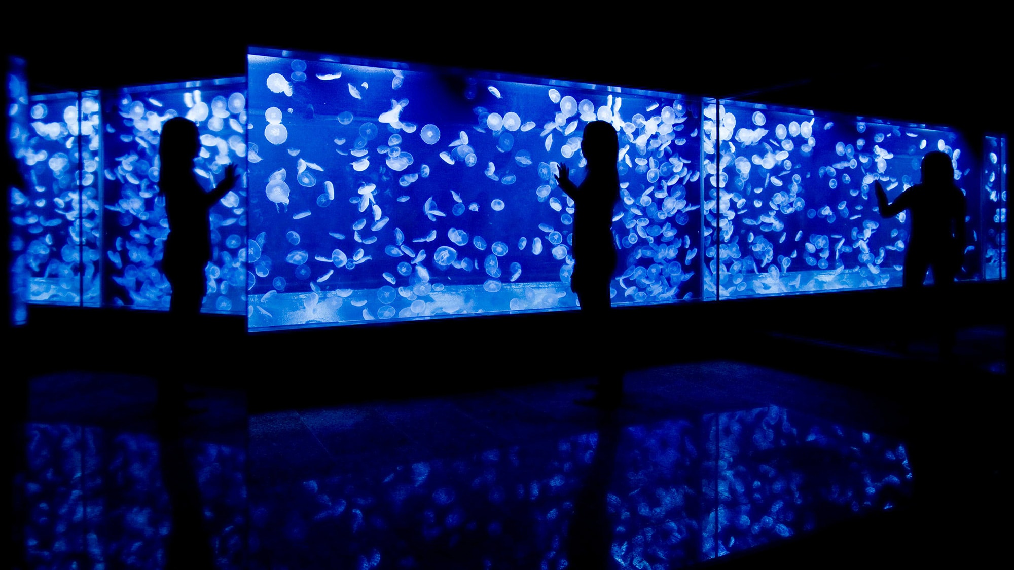 [Nearby sightseeing] Izu-Mito Sea Paradise has frequent marine mammal and dolphin shows that you can enjoy.