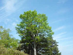 Trees swaying in the wind
