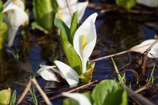 Skunk cabbage