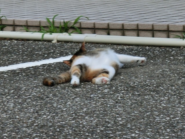 CIMG0904.jpg