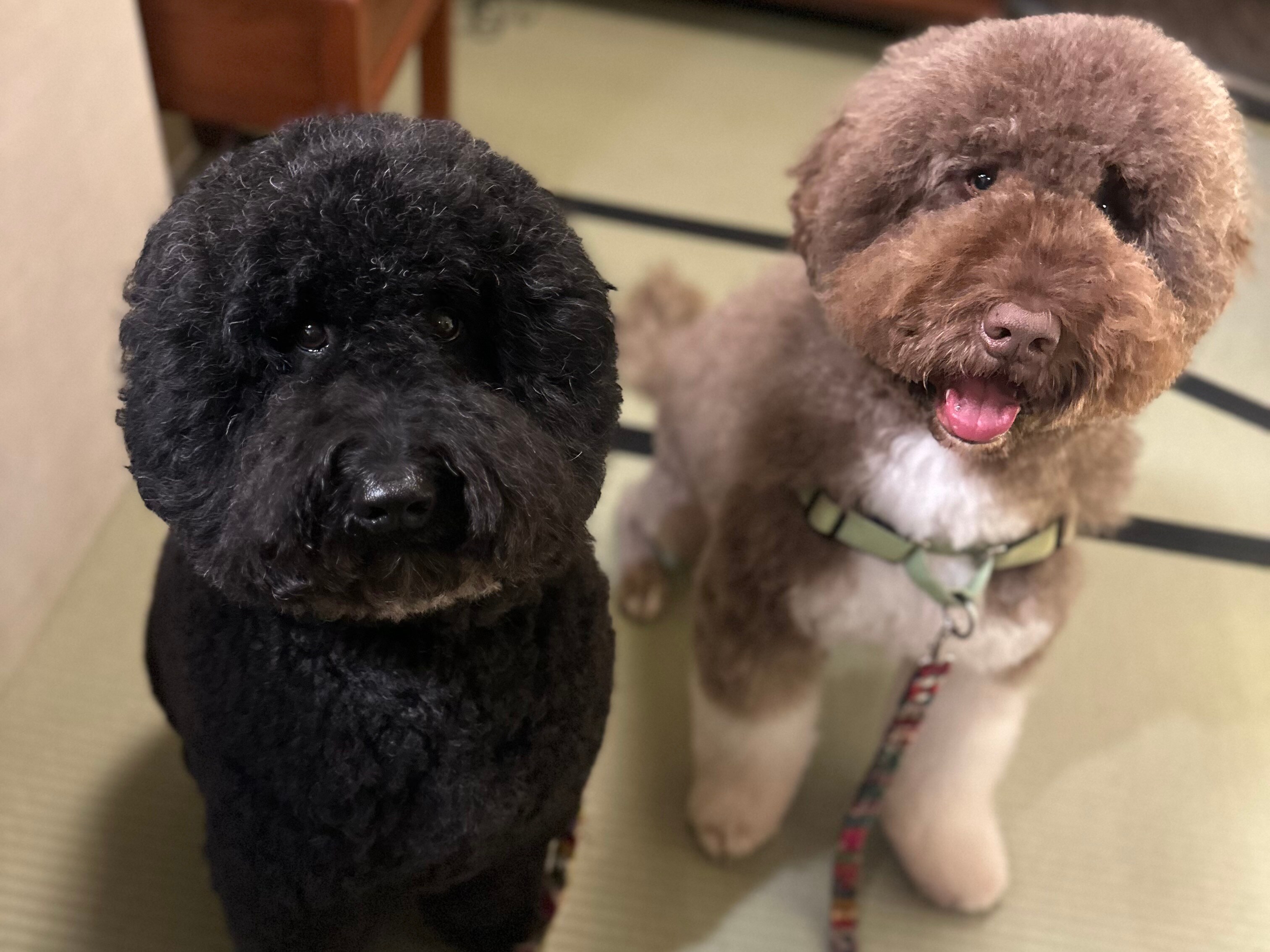 Our mascot dogs Yakumo and Mitsuki