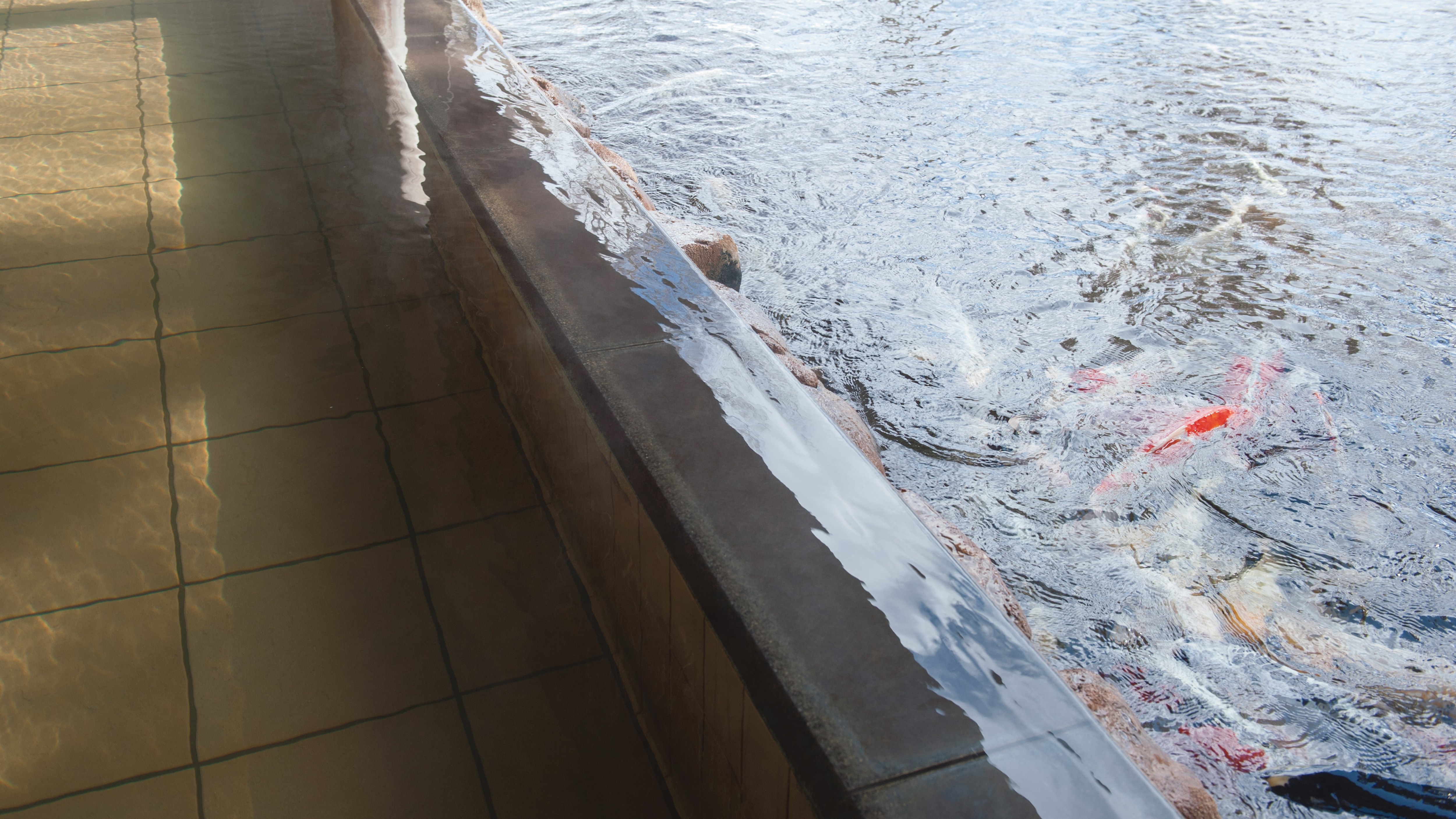 【시즈쿠이시 타카쿠라 온천(겨울)】 잉어가 헤엄치는 연못