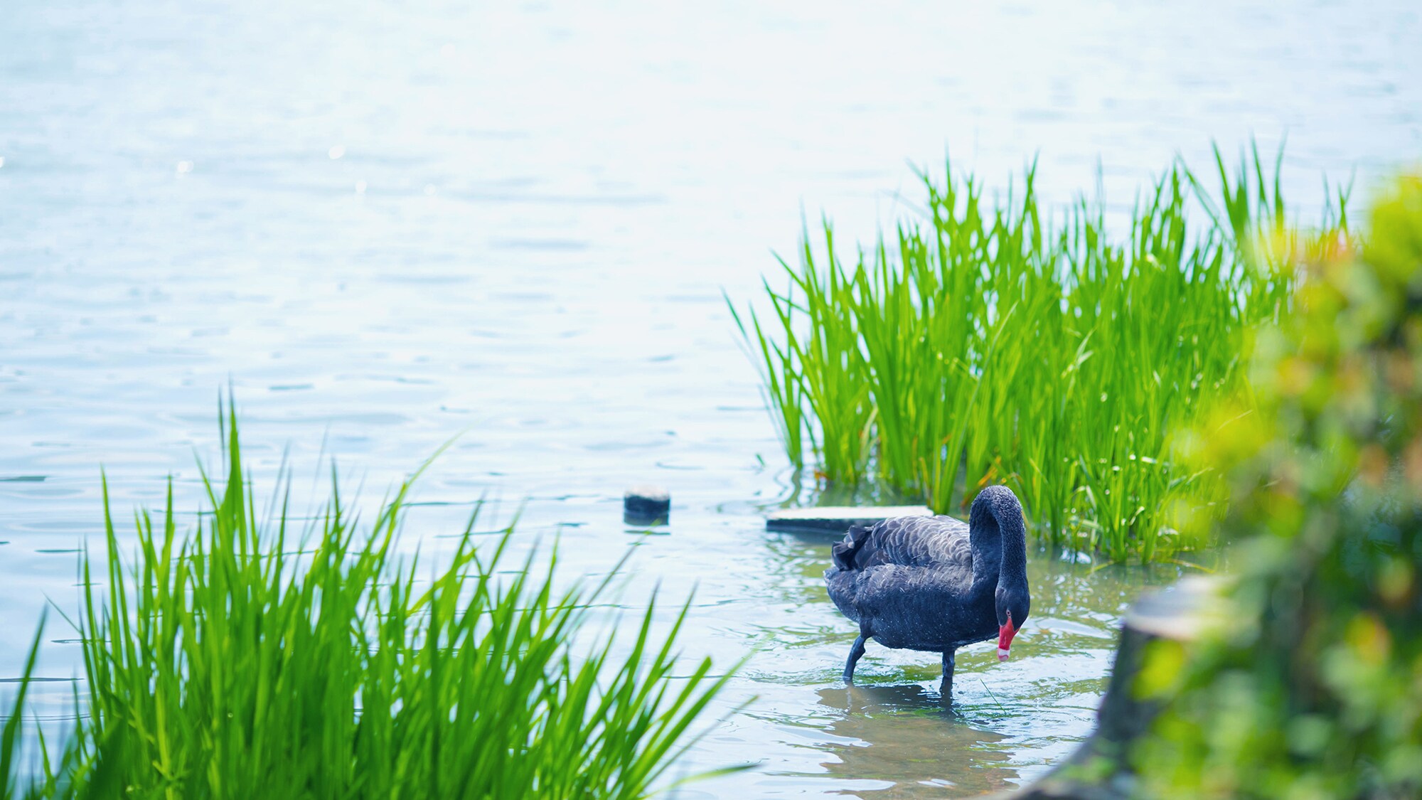 - Lake Senba - Various water birds are relaxing around Lake Senba.
