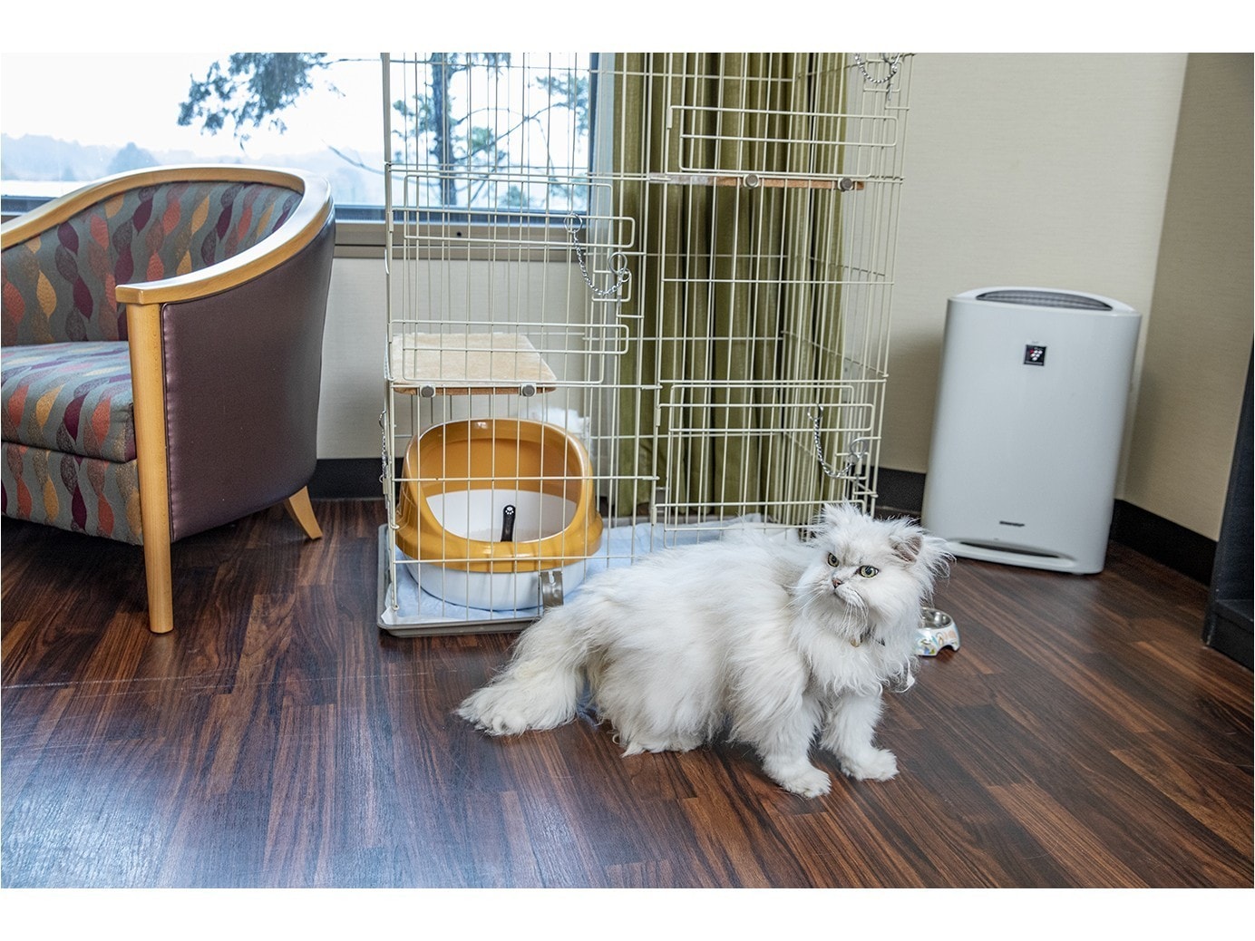 Pet Plan