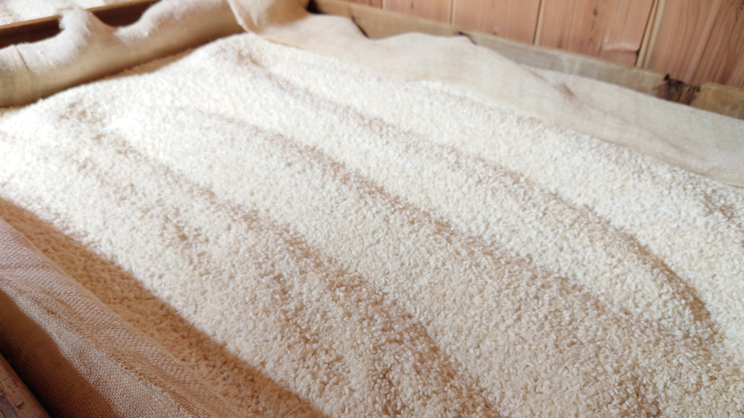 在曲霉室中培養的米曲，菌絲一直延伸到曲霉核心（竹內酒造）