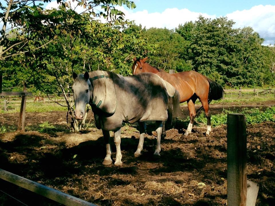 horse