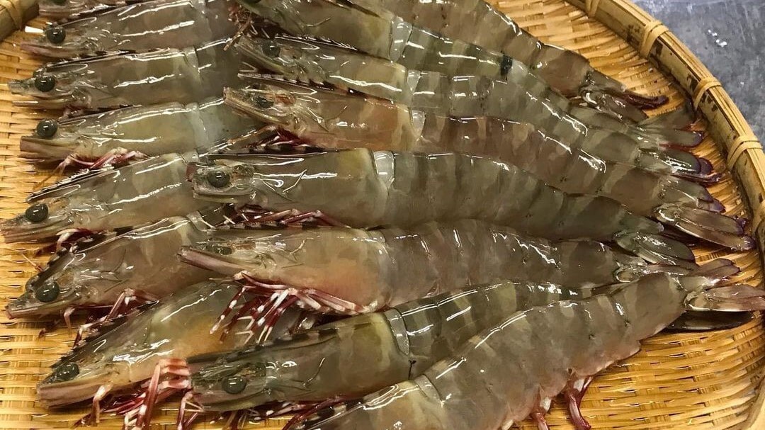 當地漁民推薦這種蝦，說：“一旦嘗試，其他蝦就吃不到了！”