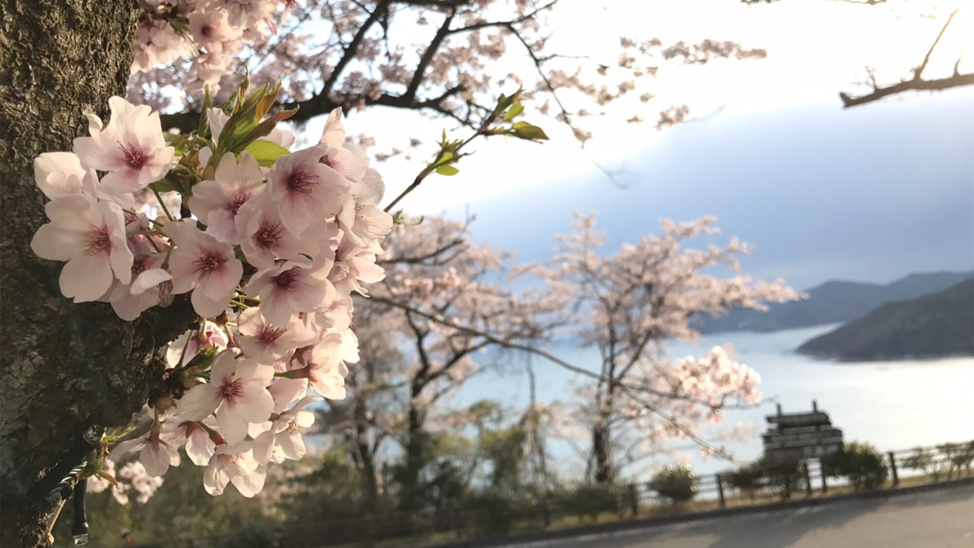 Manyo - Cherry blossoms and dusk
