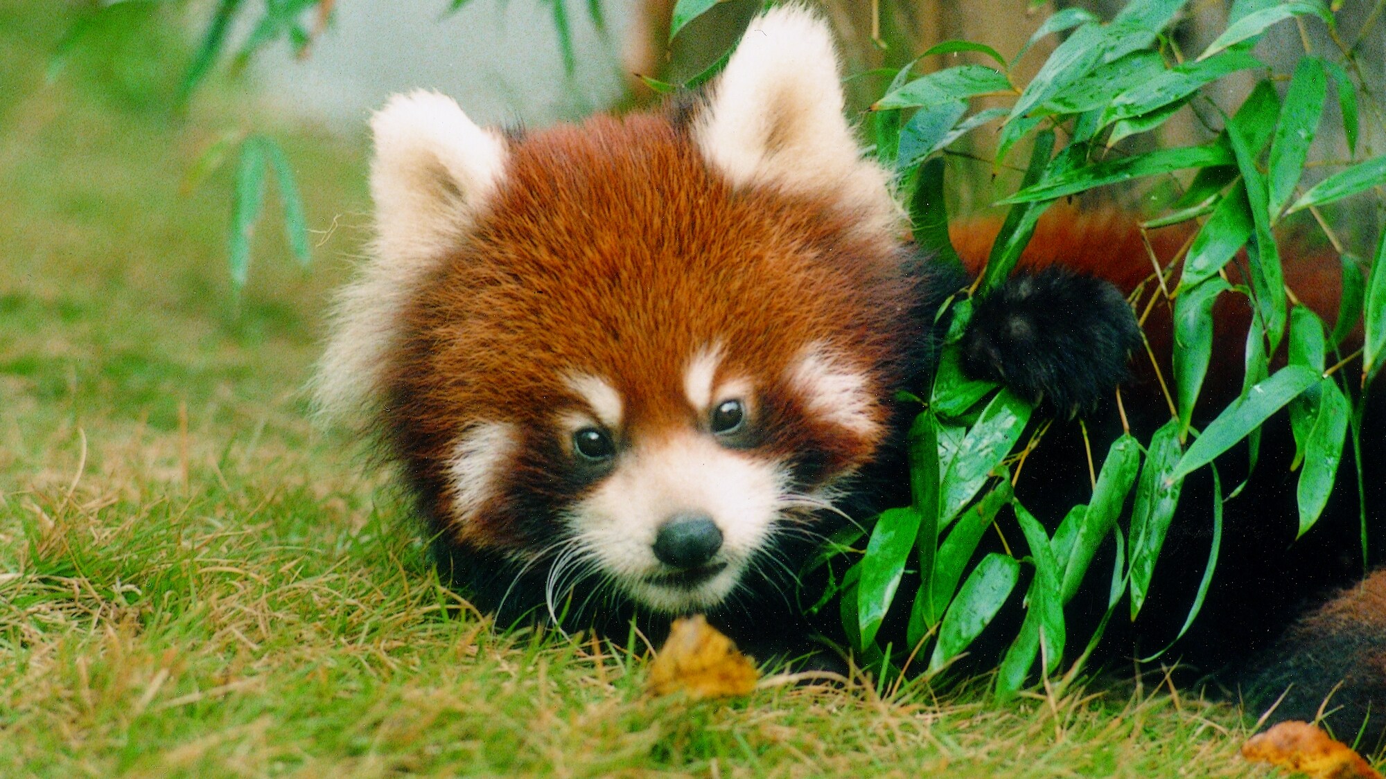 At Nishiyama Zoo, you can see small and medium-sized animals, including red pandas.
