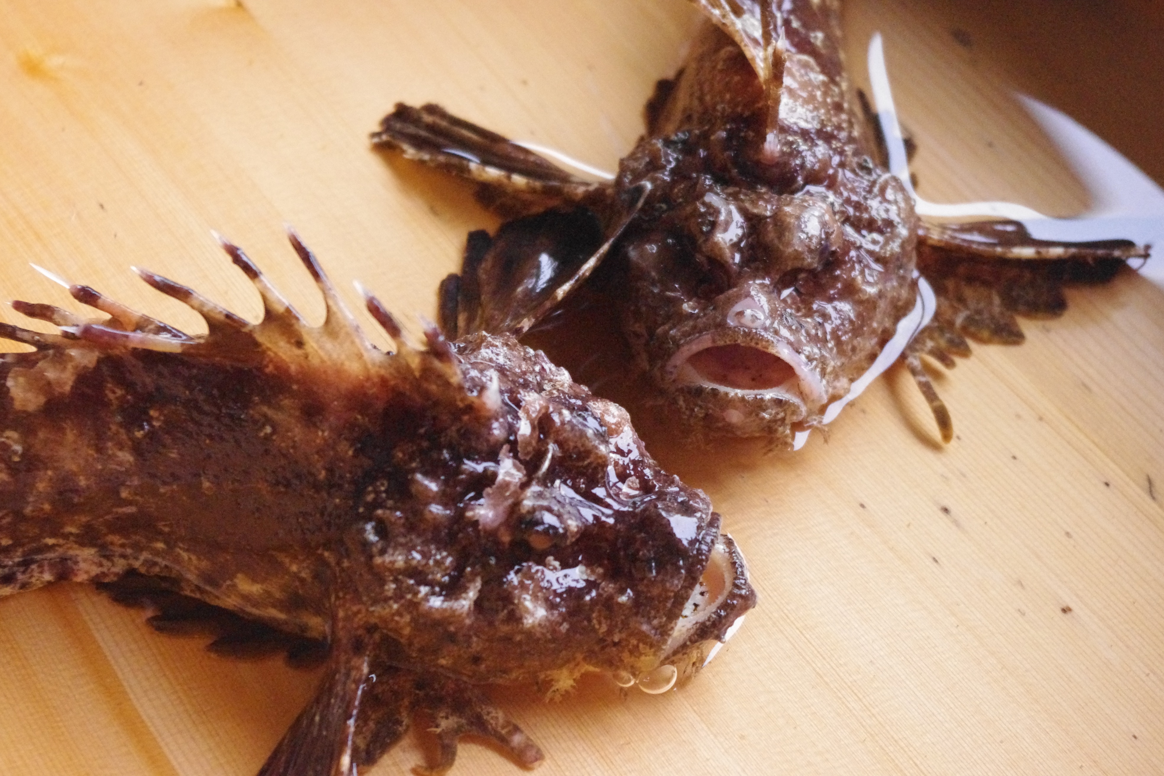 Stonefish