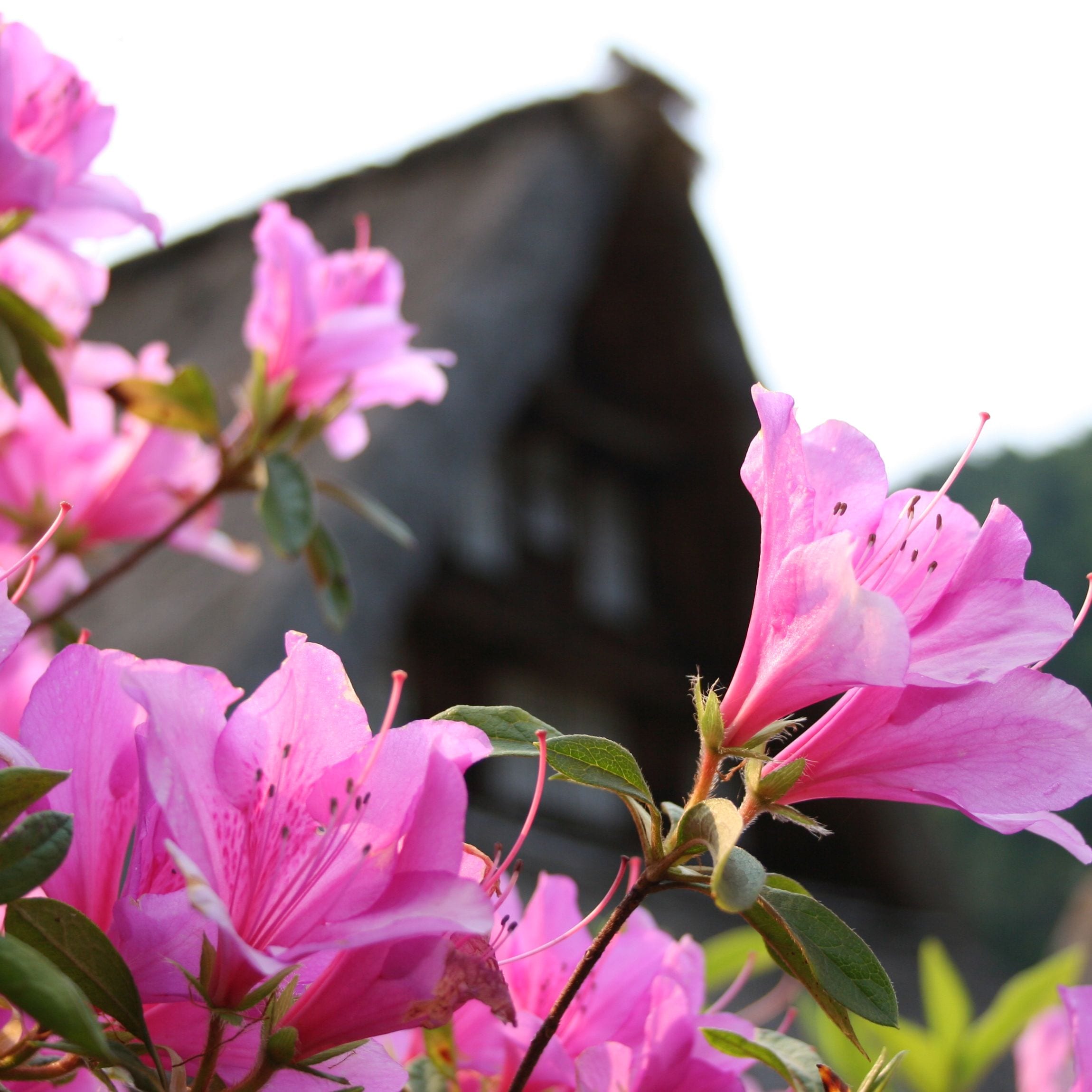 Gassho & times; camellia