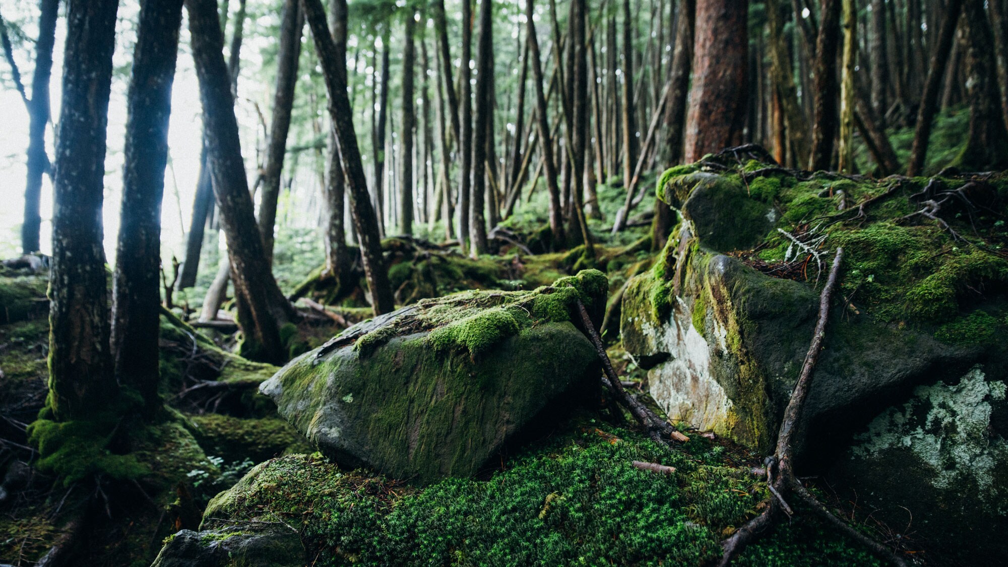 [Nearby] Shirakome Pond. A mysterious lake filled with pure water. 1 hour and 15 minutes by car from the hotel.