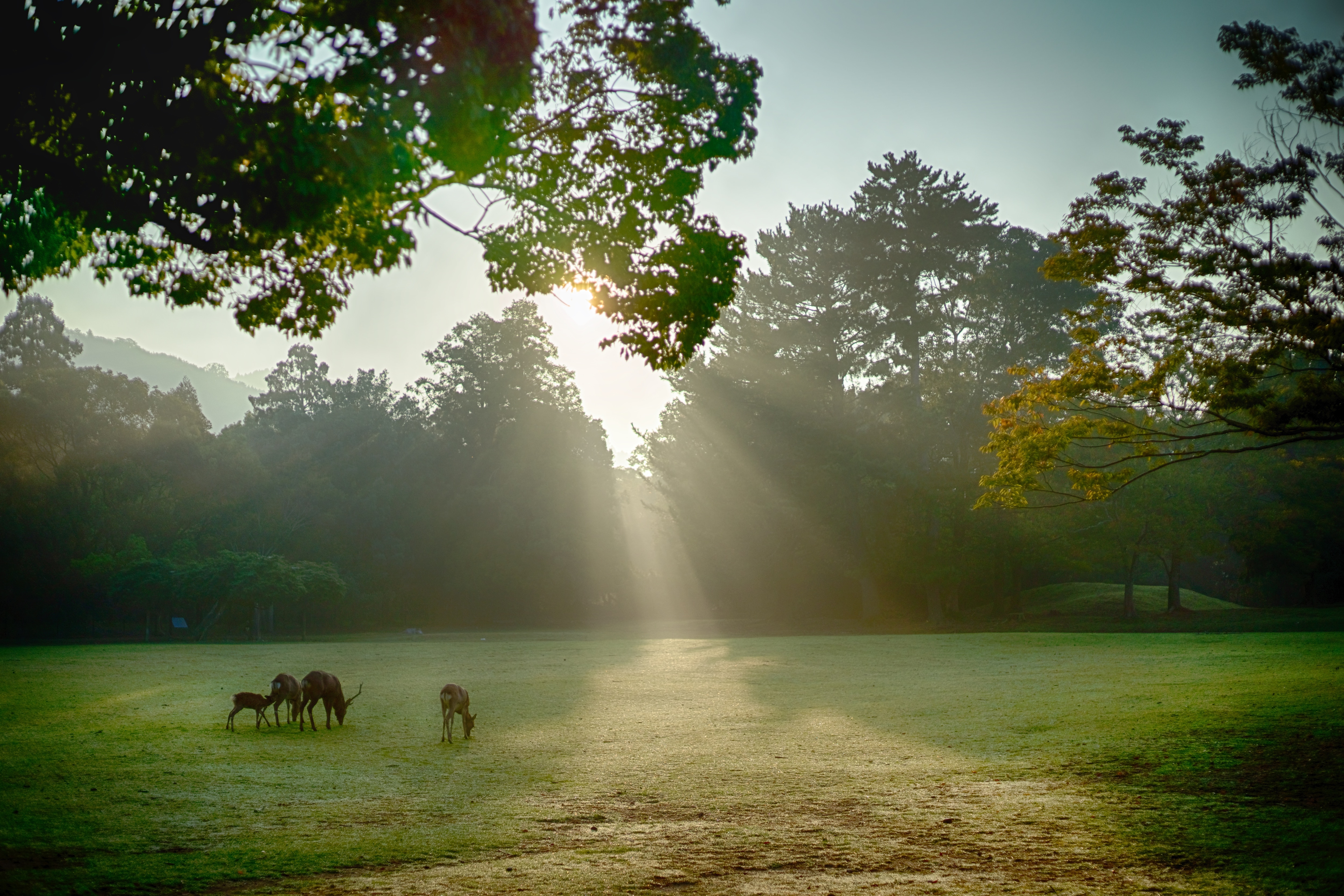 奈良公園（清晨）