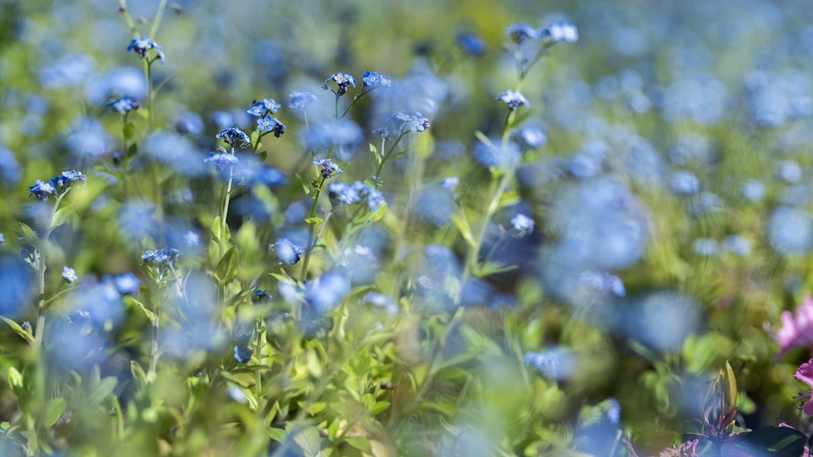 *[Garden example] You can enjoy the entire life cycle of plants, from budding to withering.