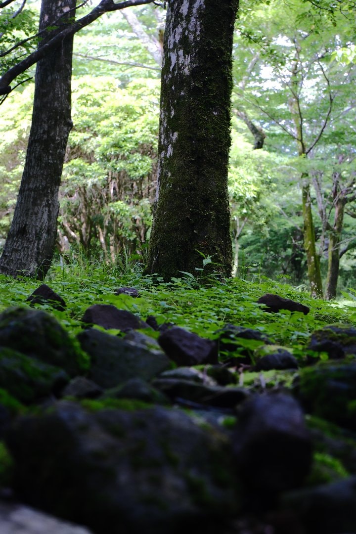 D6D2745E-C735-42B6-82F6-3D63D2D80DD6.jpeg