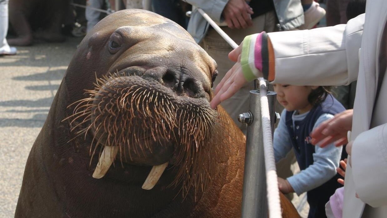 大分海洋宫水族馆“海蛋”海象
