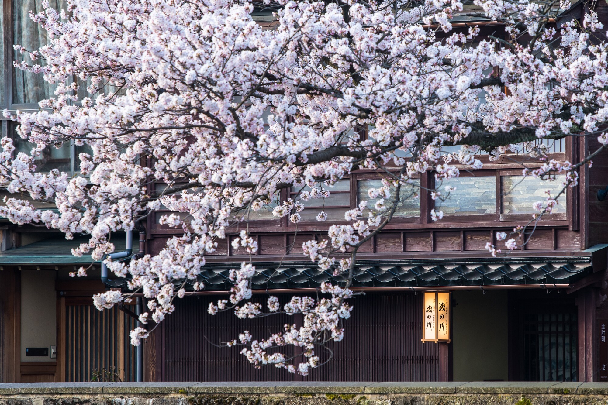 Asakawa front cherry blossoms