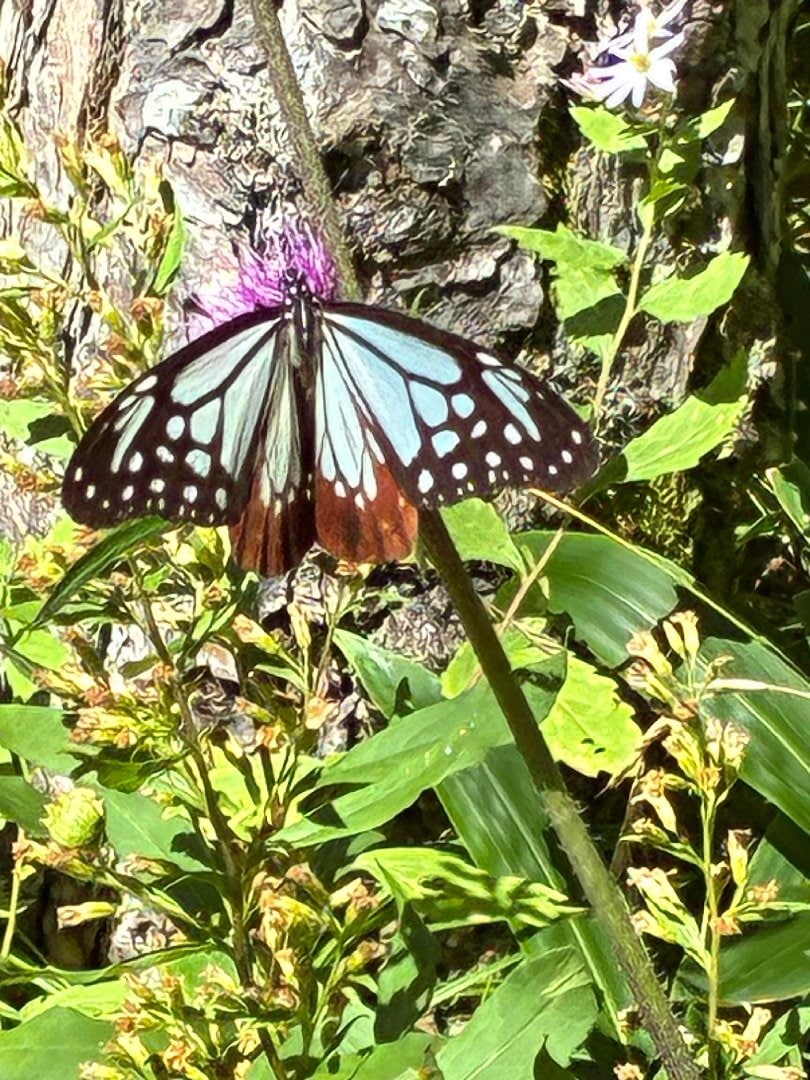 IMG_9128.jpeg