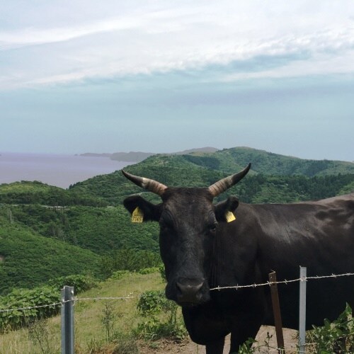 You can also see the grazing cows on Matengai Cliff up close.