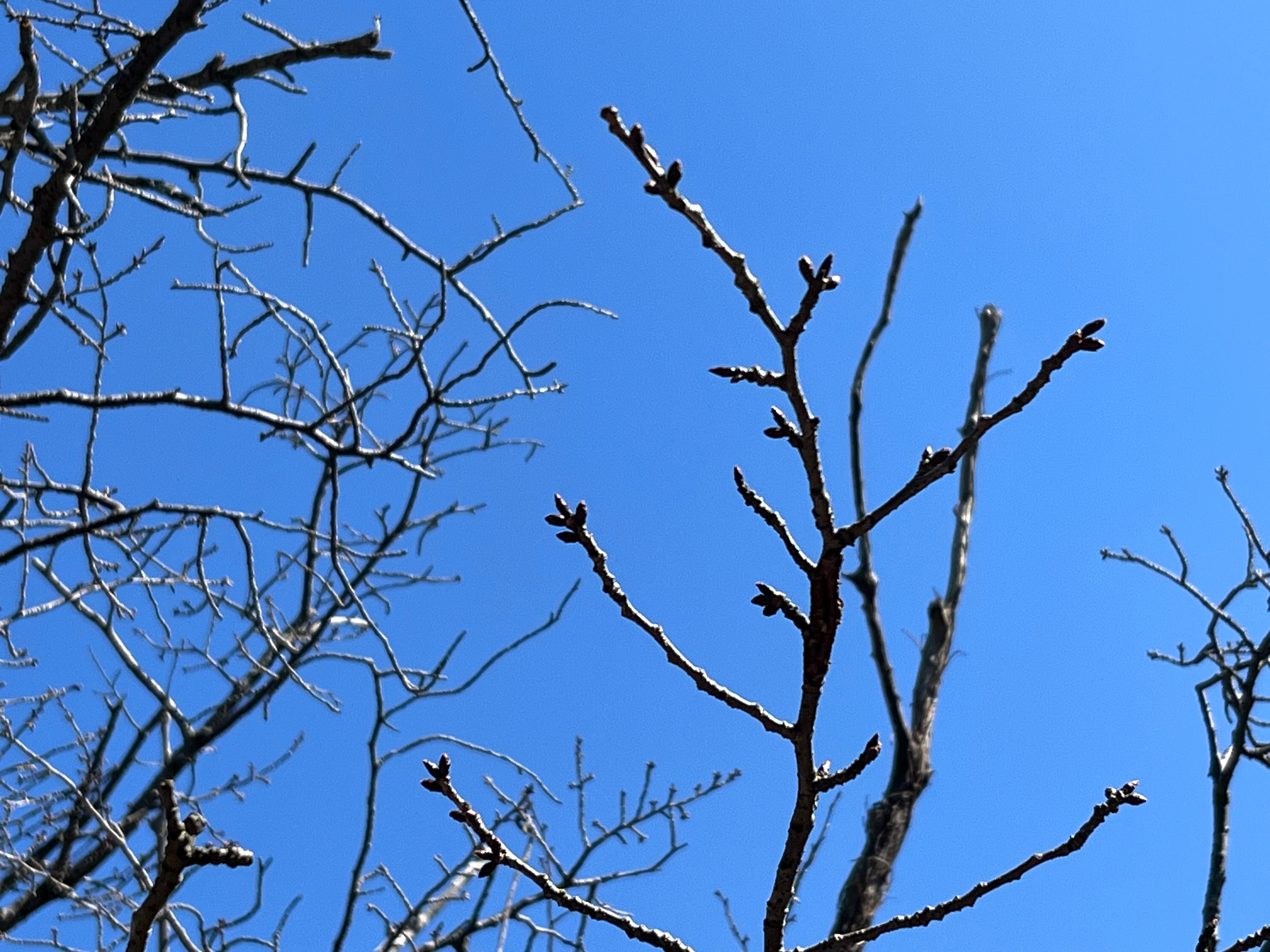 Hashitate-kikuzakura cherry blossoms can be seen between the cherry blossoms