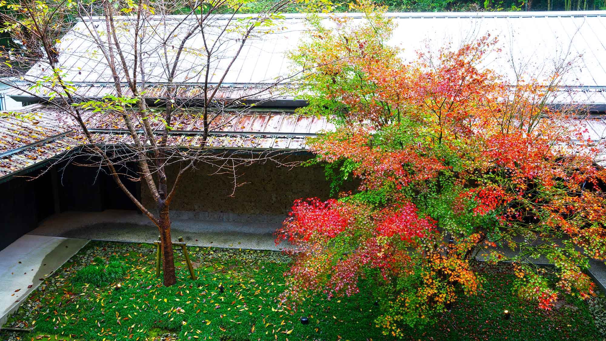 【庭院/紅葉】秋天，庭院裡的楓葉變換顏色，可以欣賞從綠色到紅色的漸層。