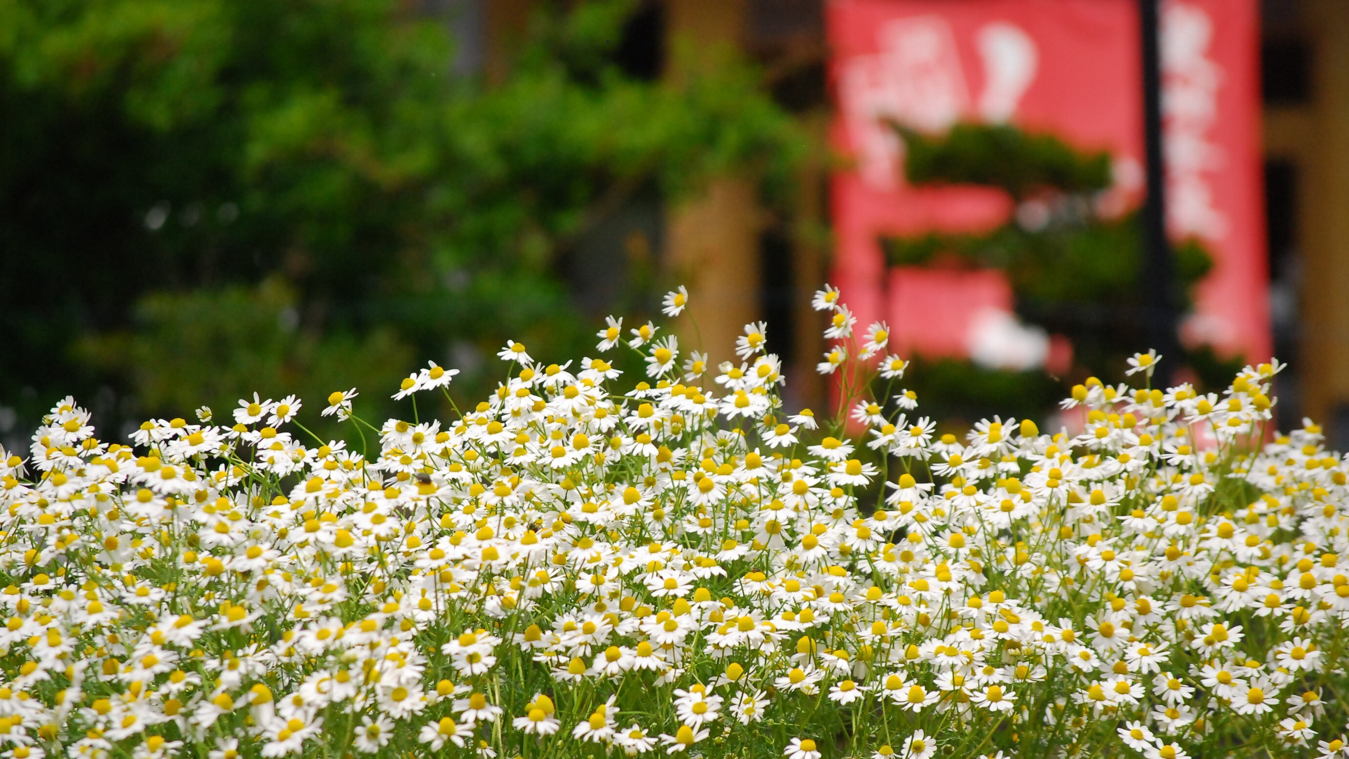 ลักษณะที่ปรากฏ_คาโมไมล์