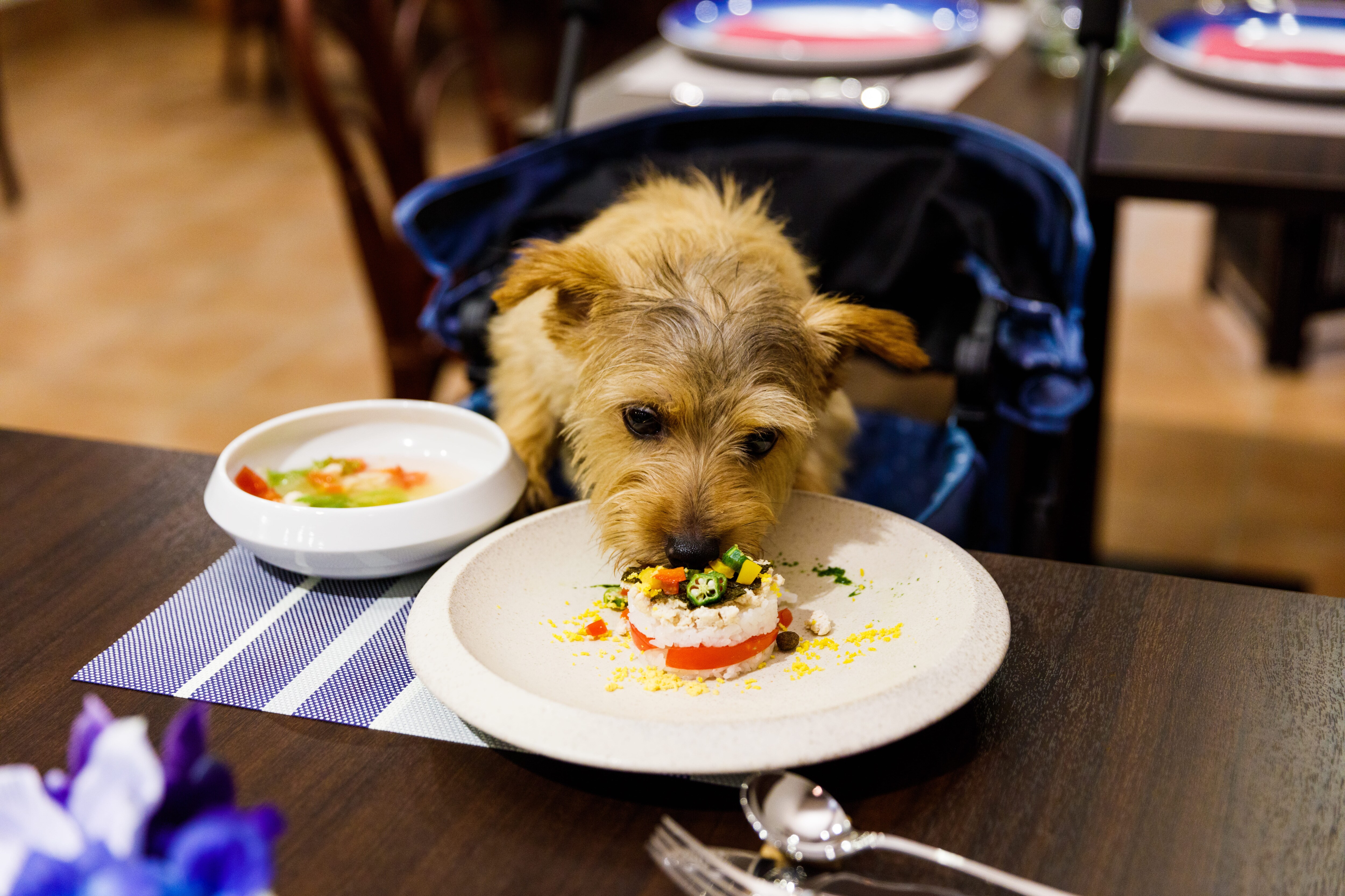 Dog dining scene