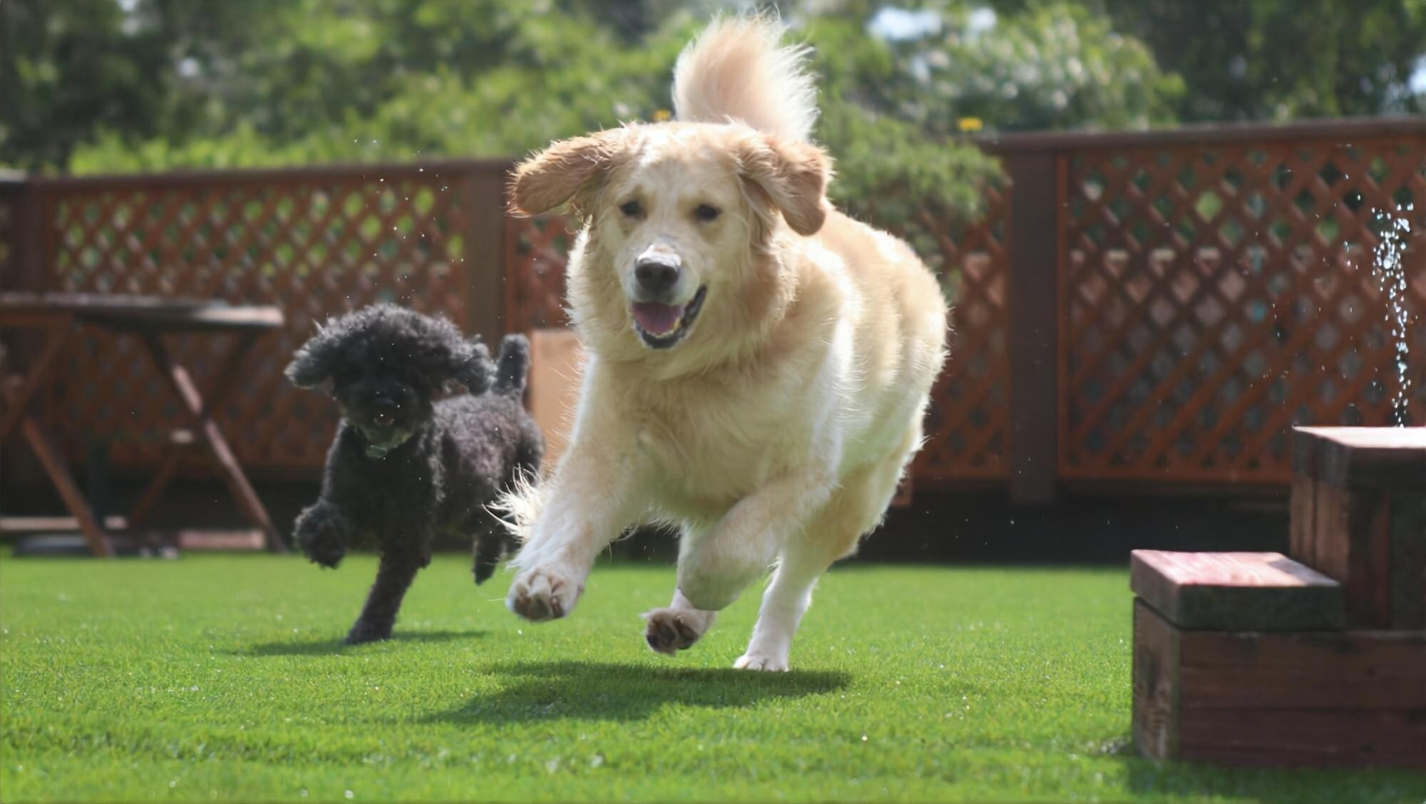 dog park