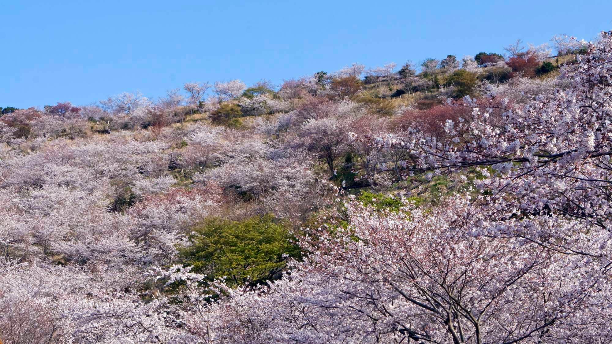 Festival Taman Hanadate