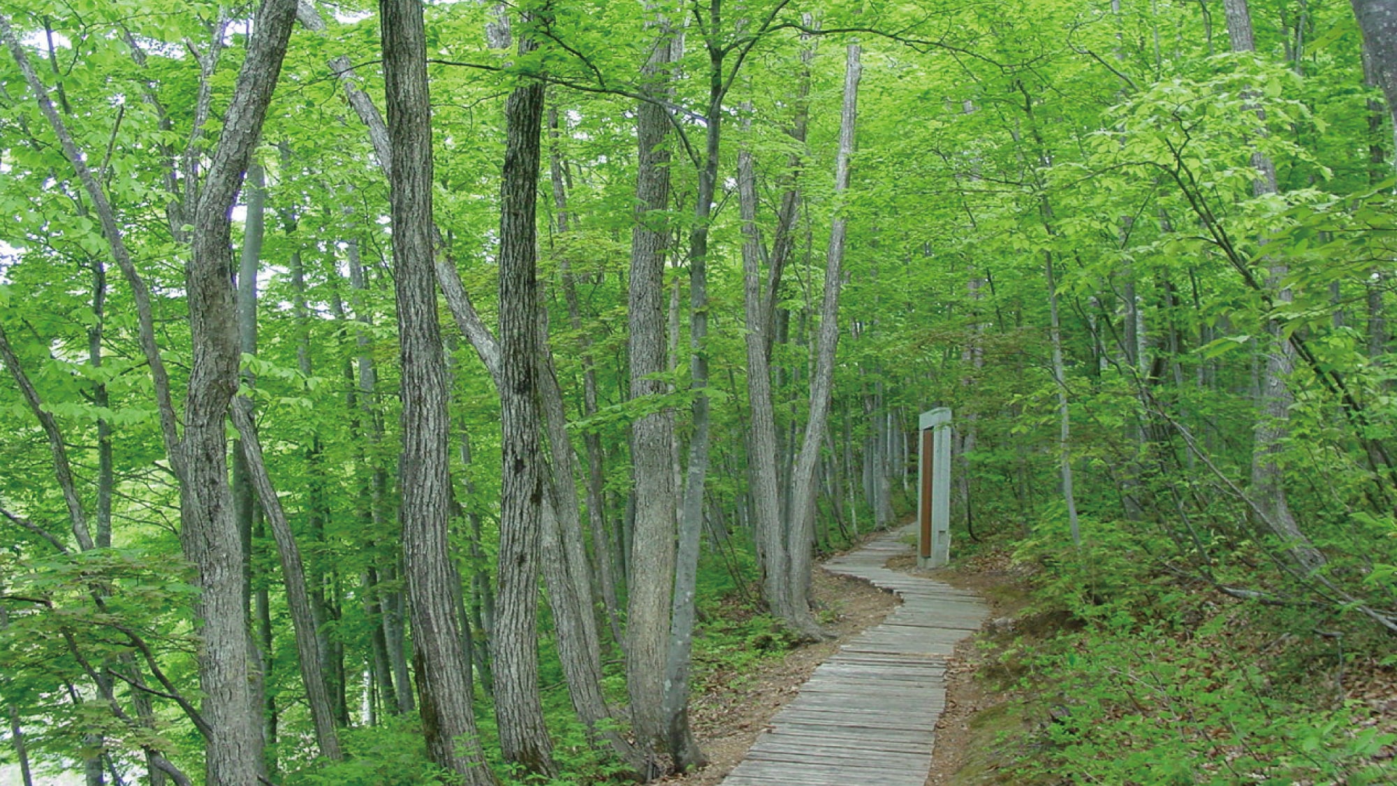Kuuki Shrine Approach