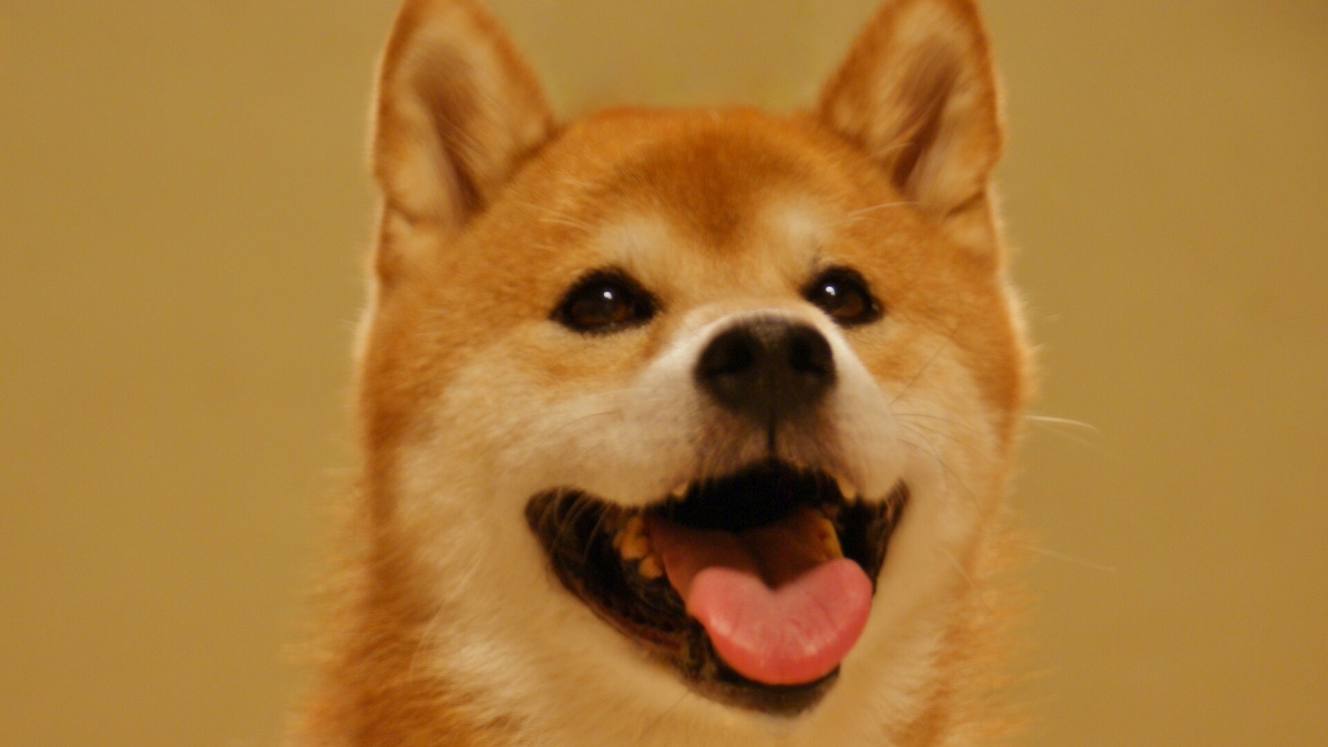 可与宠物一起入住的新客房现已完工★与爱犬一起尽情旅行♪