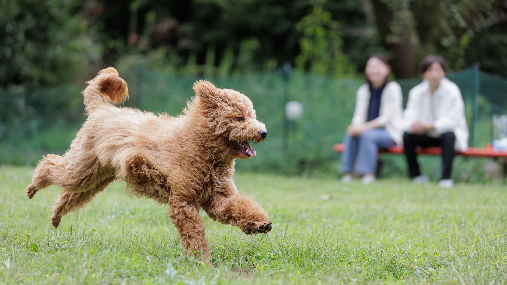 We have three dog runs available: outdoor, indoor, and courtyard.