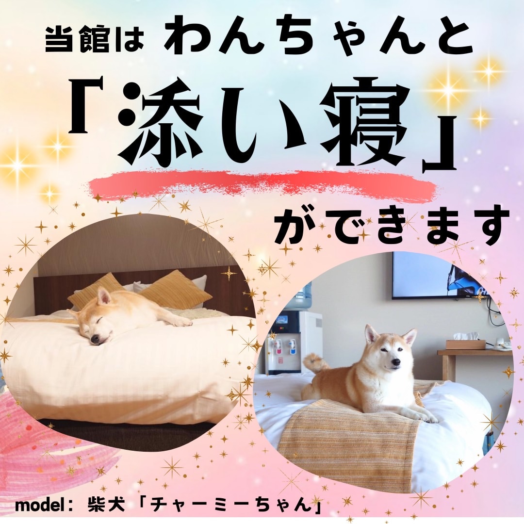 Anda dapat tidur dengan anjing Anda di semua kamar.