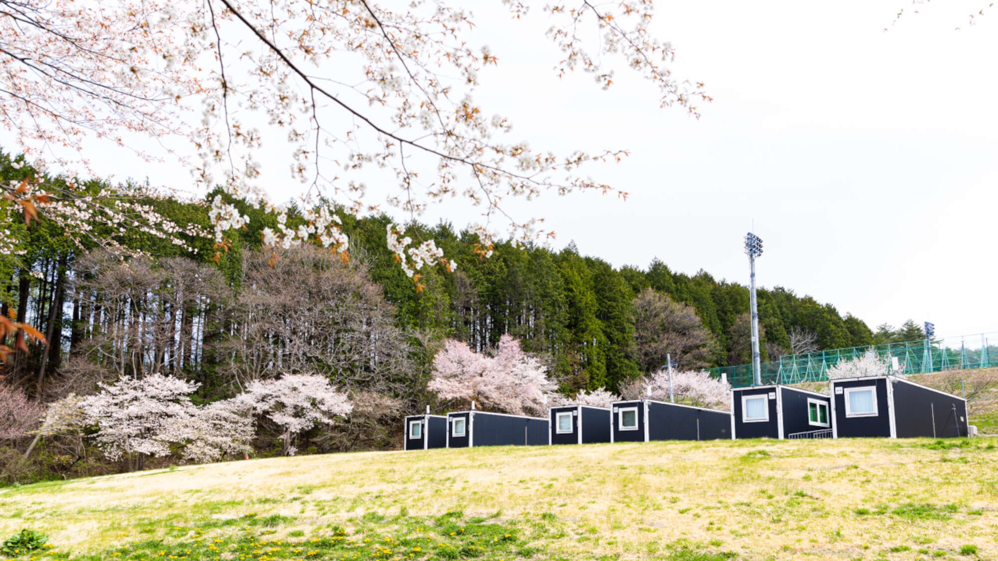 ・在伊吹的春天裡享受豐富的自然風光