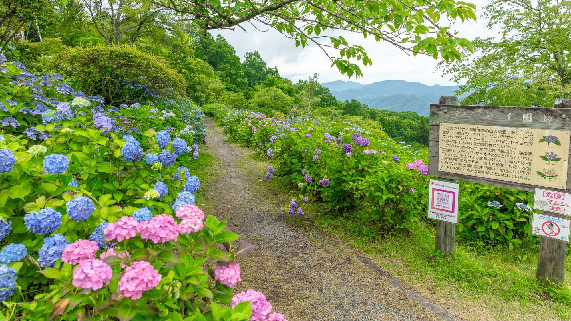 Hydrangea at Minoyama Park