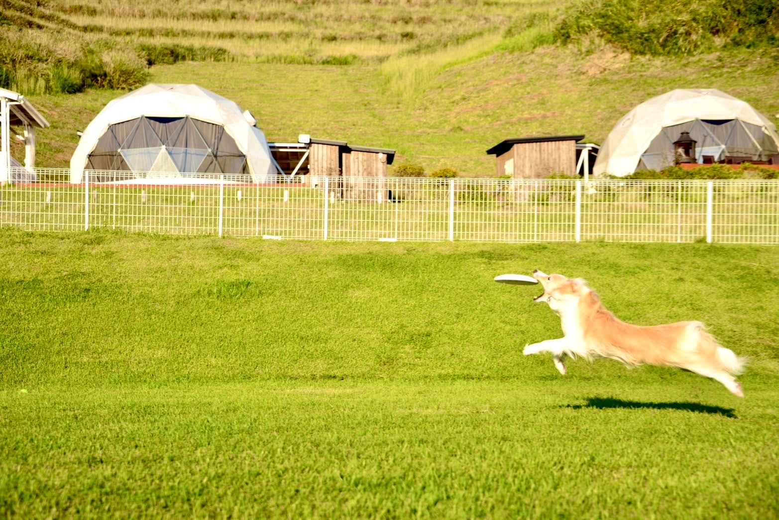 A fun dog run♪