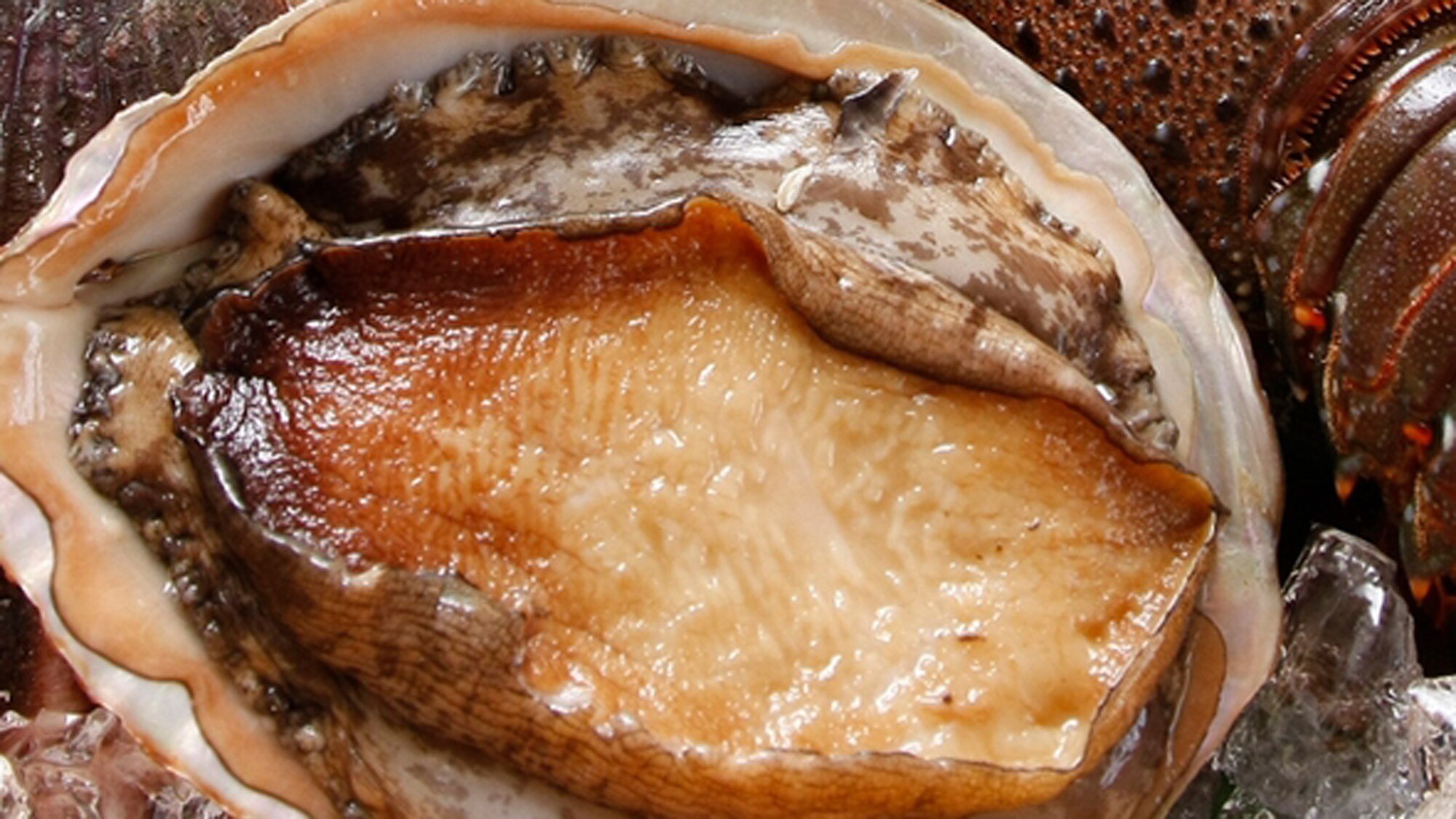 Abalone