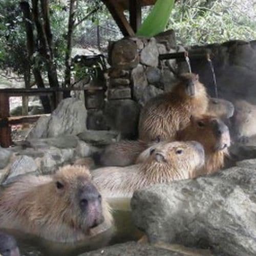 A popular spot where you can enjoy cute capybaras and animal shows