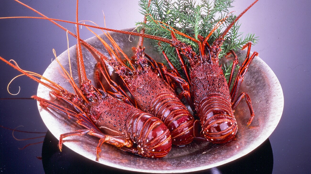 lobster berduri