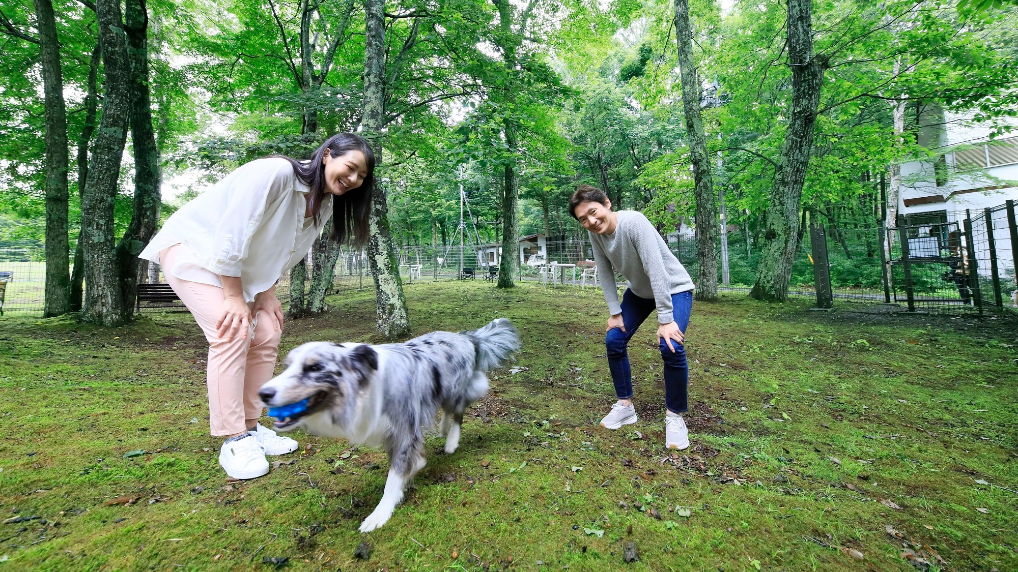 [Tempat berlari anjing di luar ruangan]