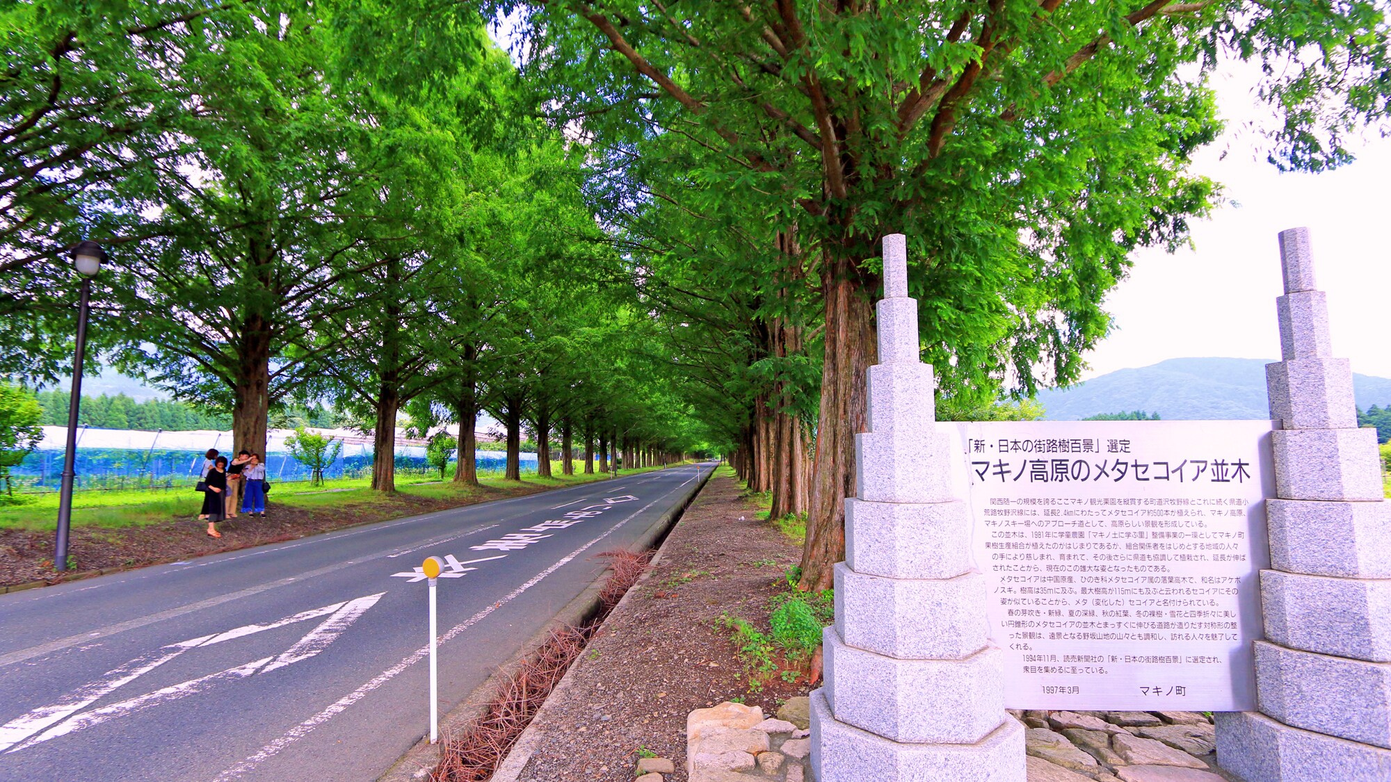 Aksesnya juga sangat baik ke Metasequoia Tree Line.