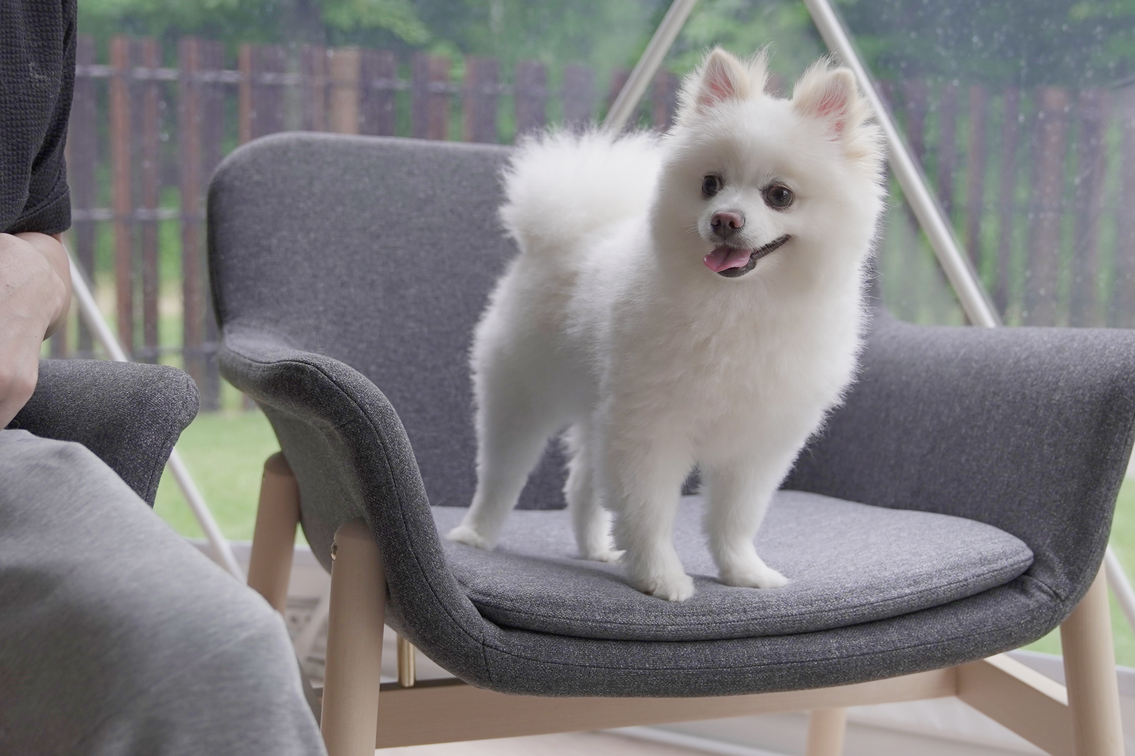 Dogs can be off-leash even inside the room.