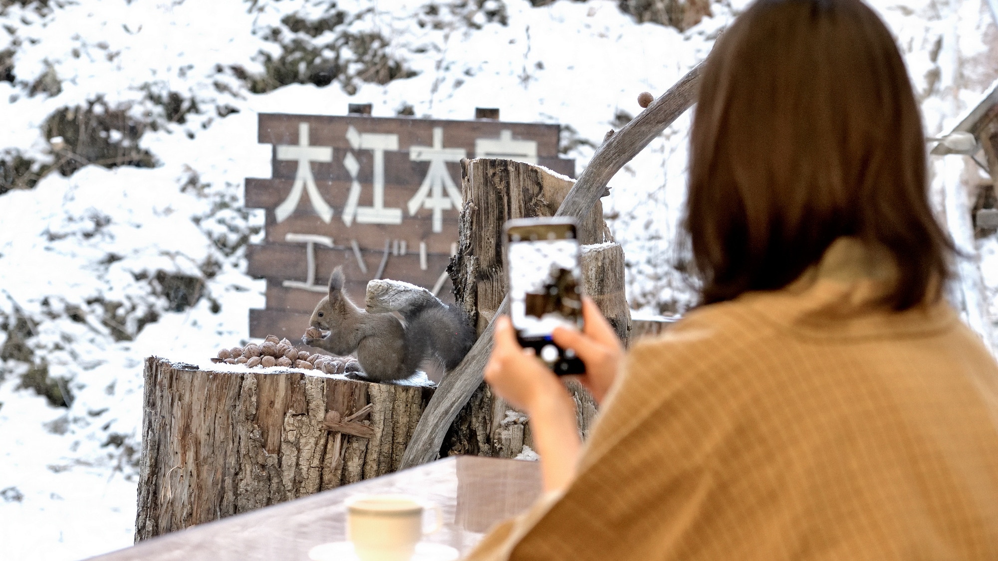 您也許可以在早餐地點看到野生松鼠。