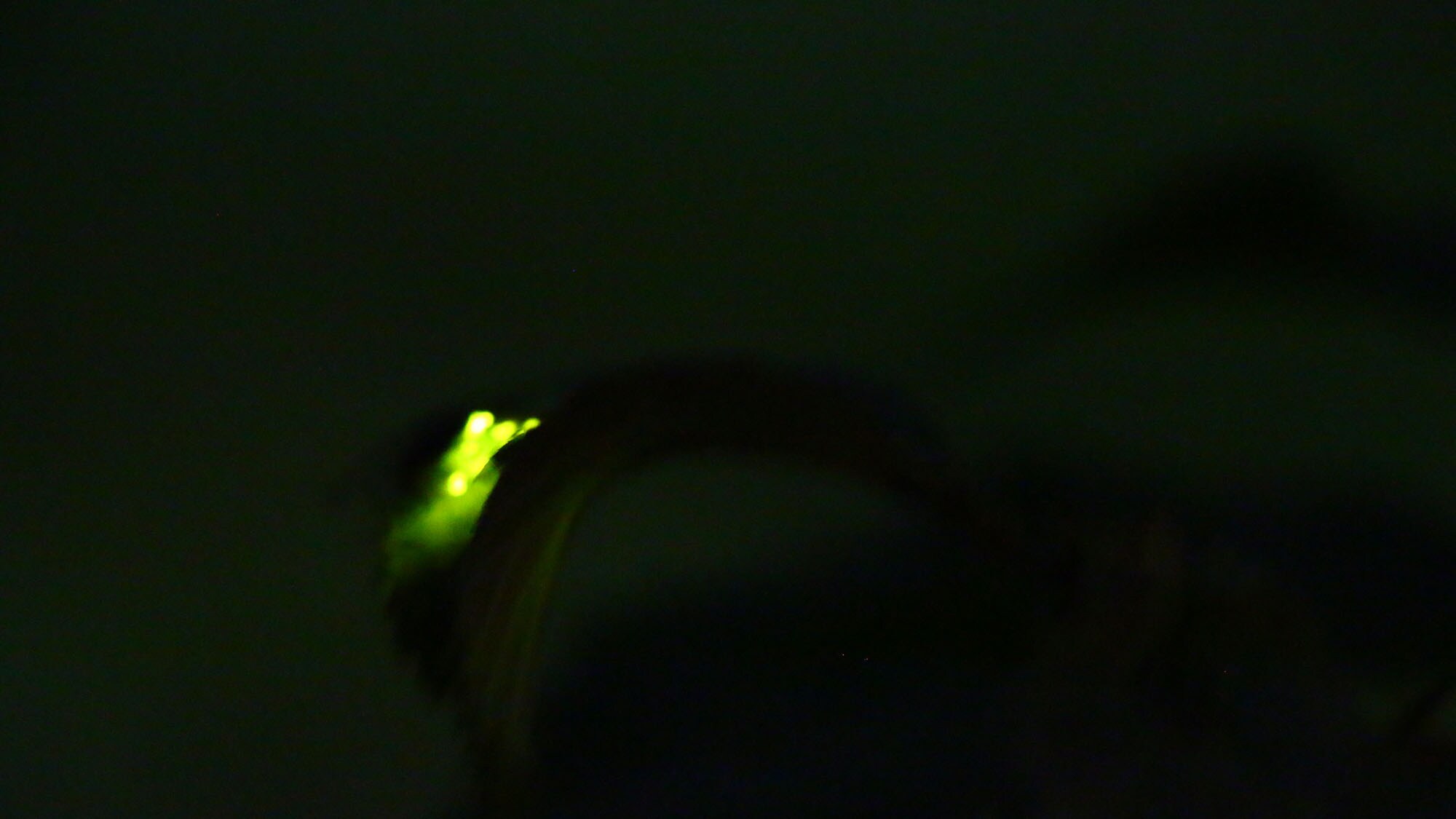 Fireflies that can be seen on the premises