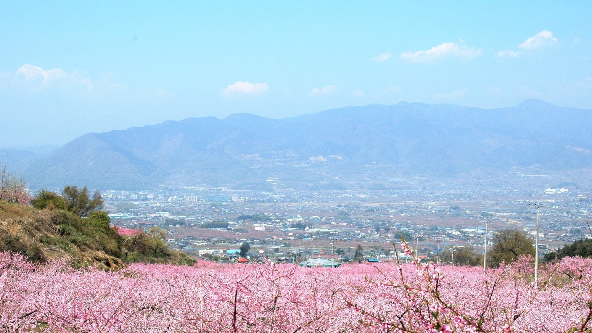 桃源郷（4月頃・桃の花/当館から車で約30分）