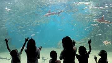 Echizen Matsushima Aquarium